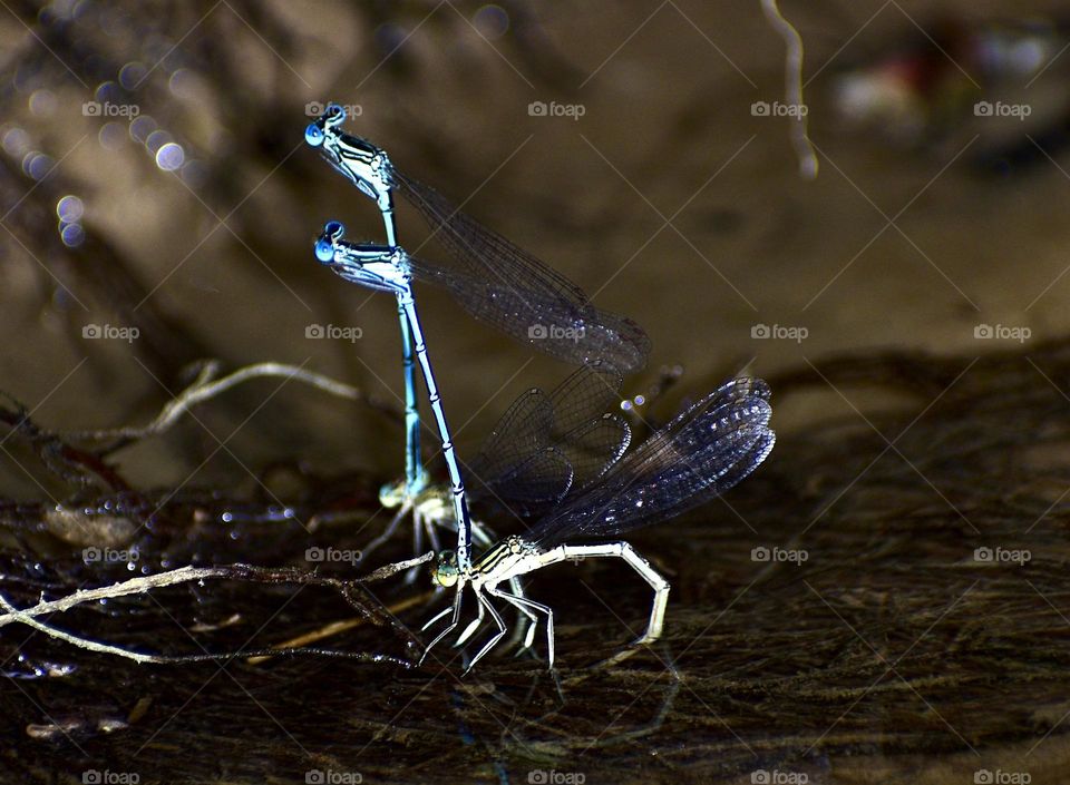 Mating of dragonflys 