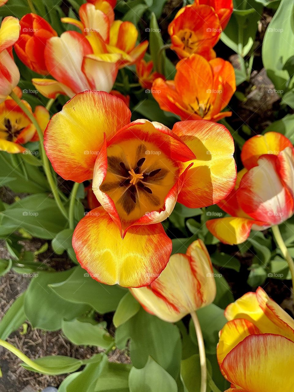 Stunning orange and red tulips in circular patterns! 
