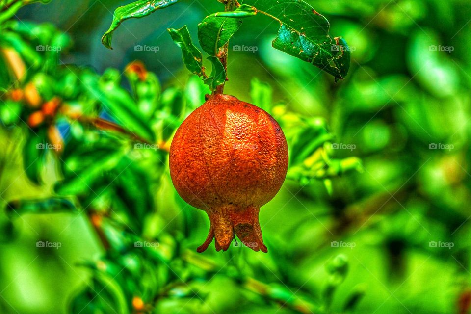 Pomegranate fruit - Natural