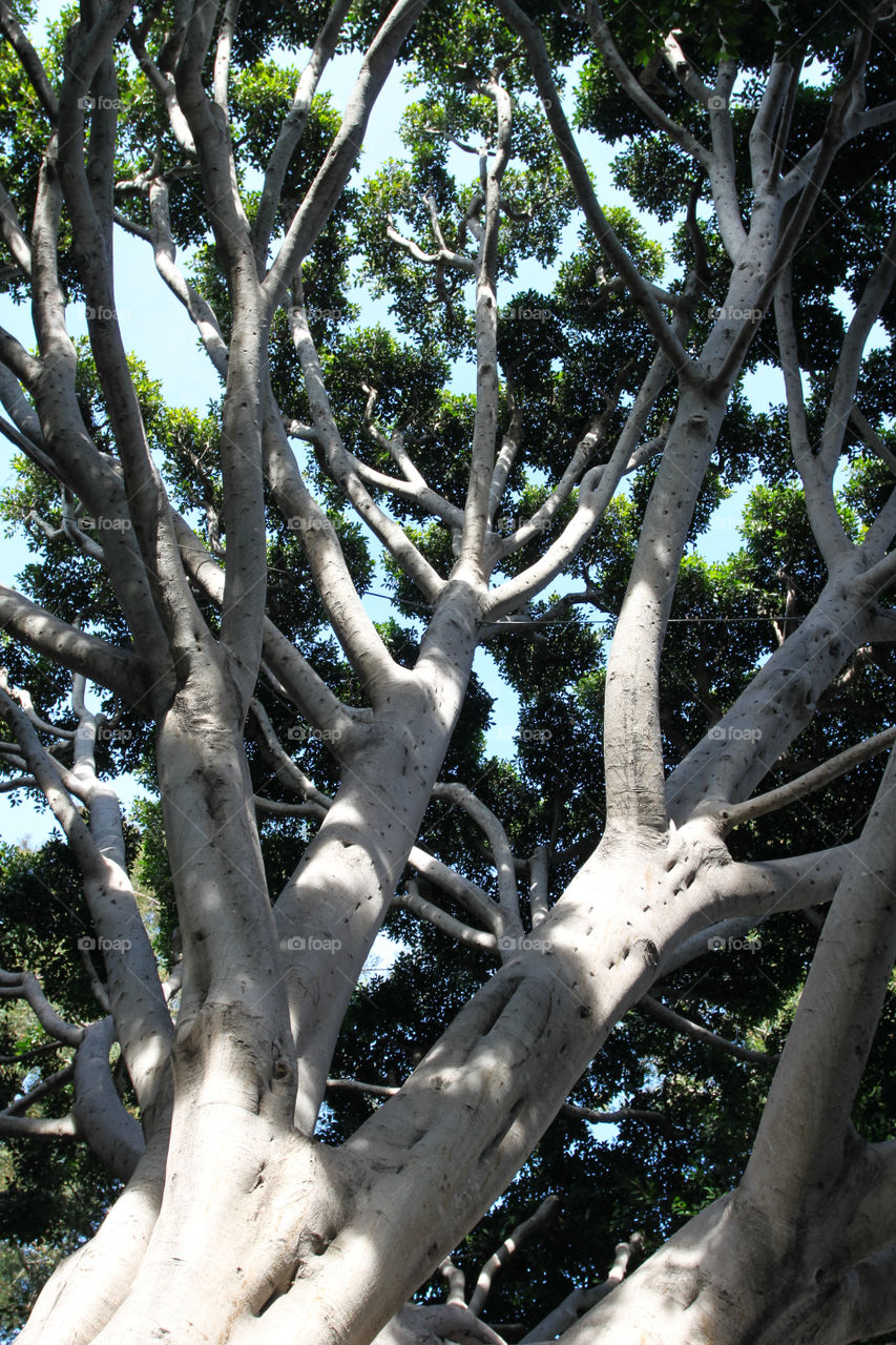 Old Fig Tree

Old Fig Tree in Santa Barbara near the train station.