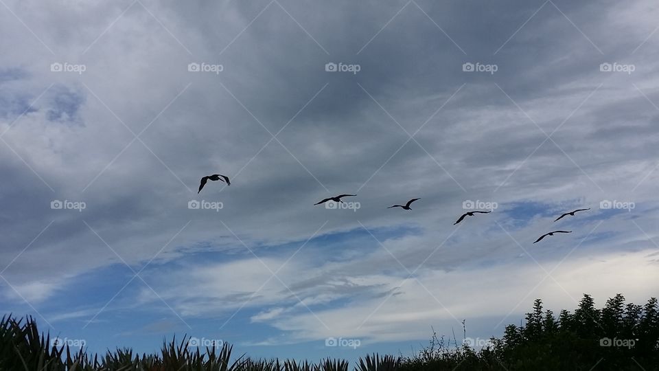 natures glory in flight