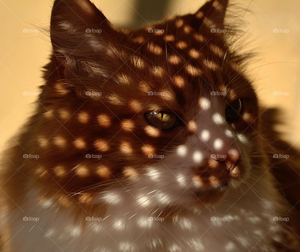 ginger cat in sunlight and shadows beautiful portrait, autumn colours