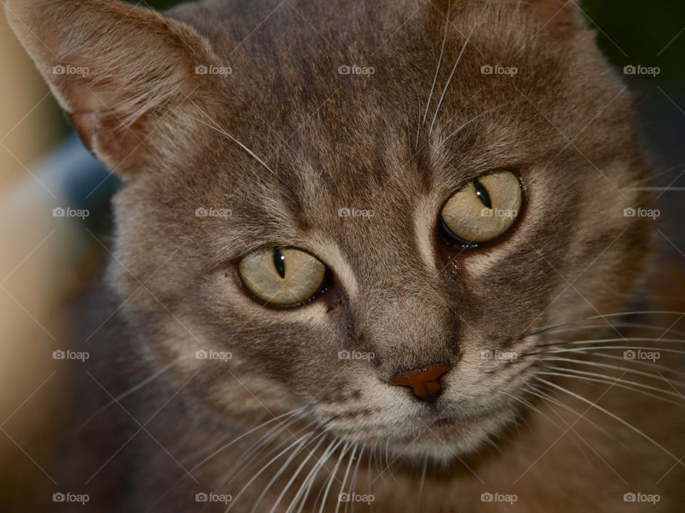 the beautiful eyes of a wild cat