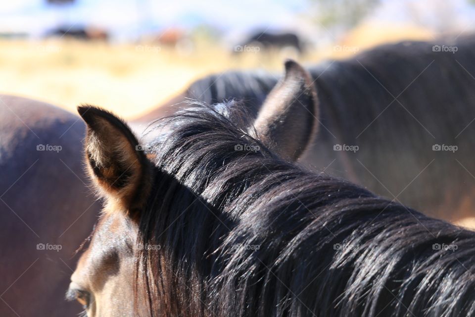 Herd of wild American mustang horses in Nevada High Sierras 
