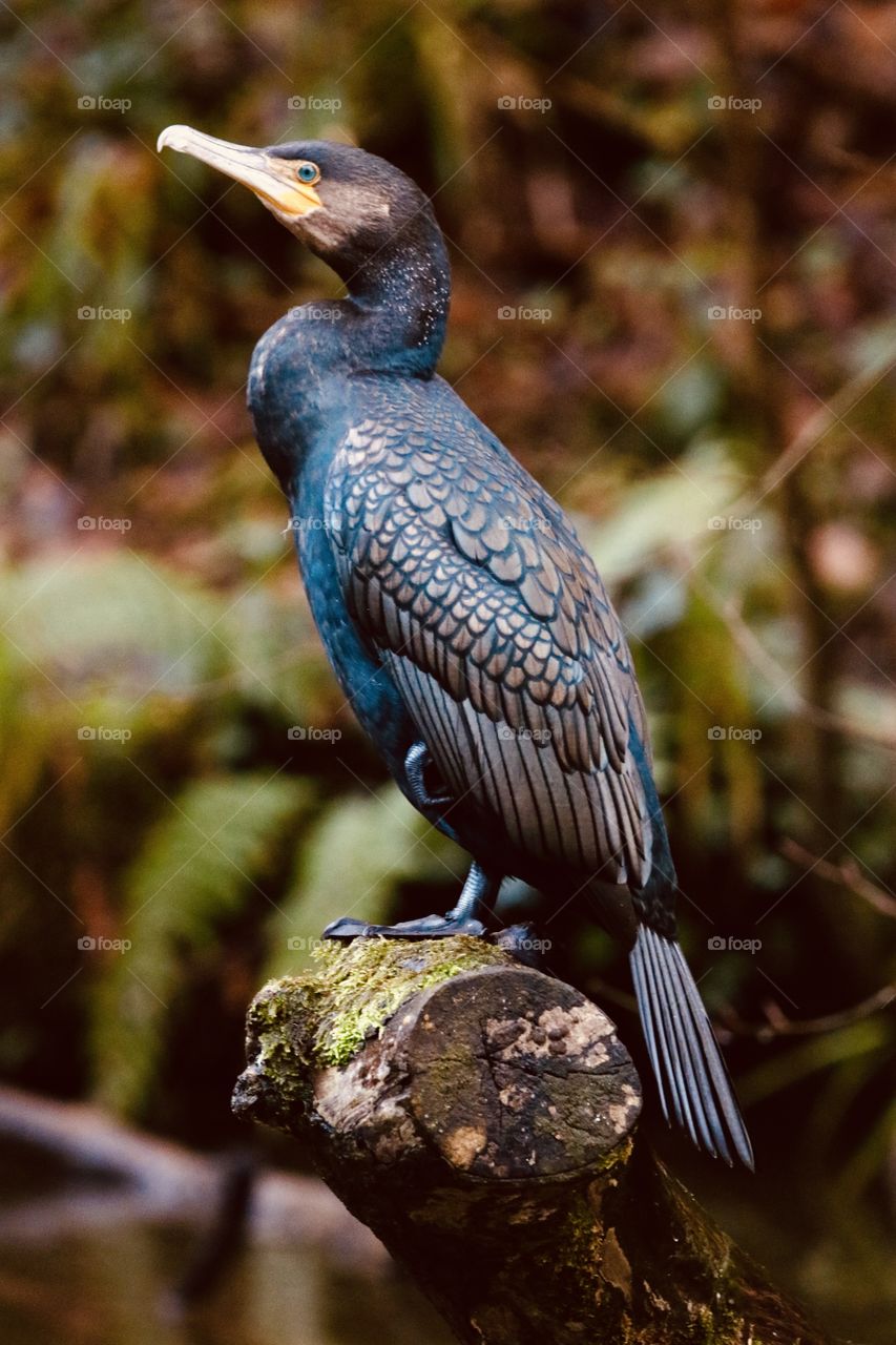 Cormorant model