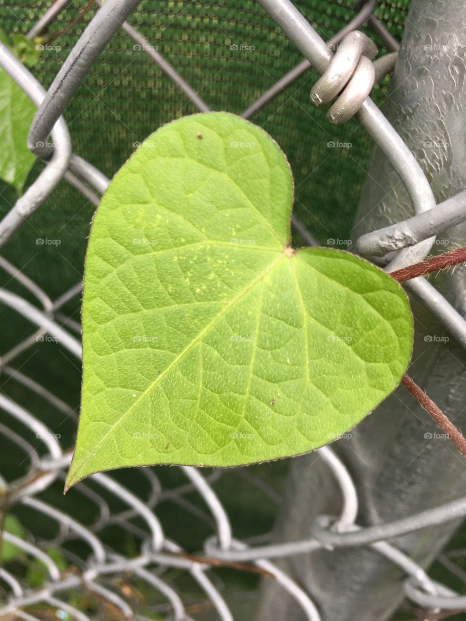 Heart shaped leaf