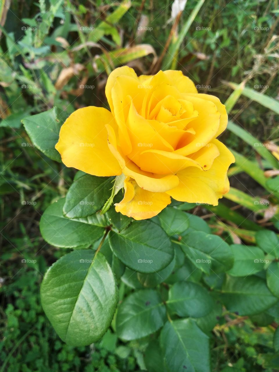 yellow rose