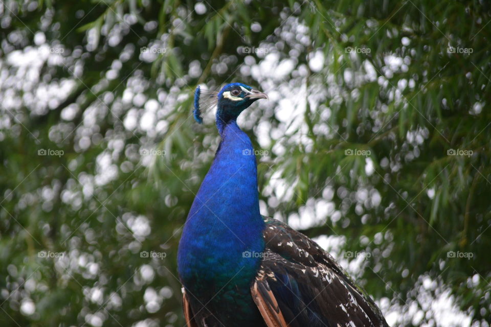 Peacock