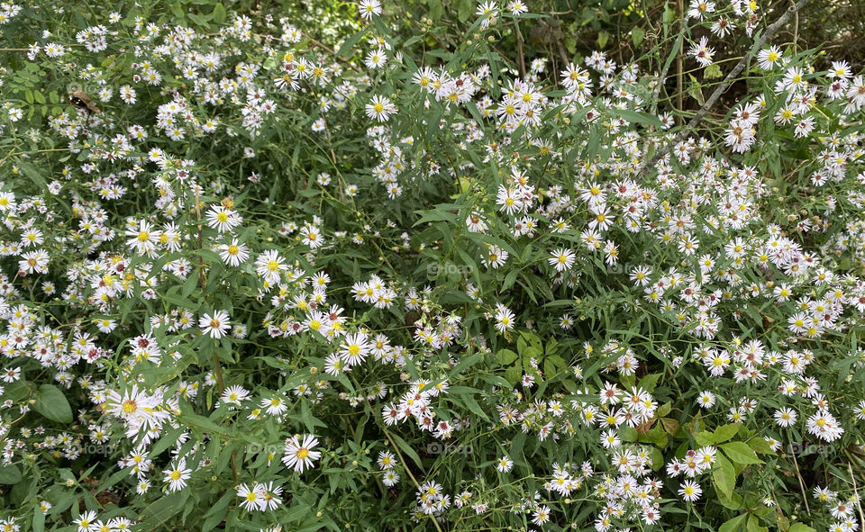 Daisies in Maryland