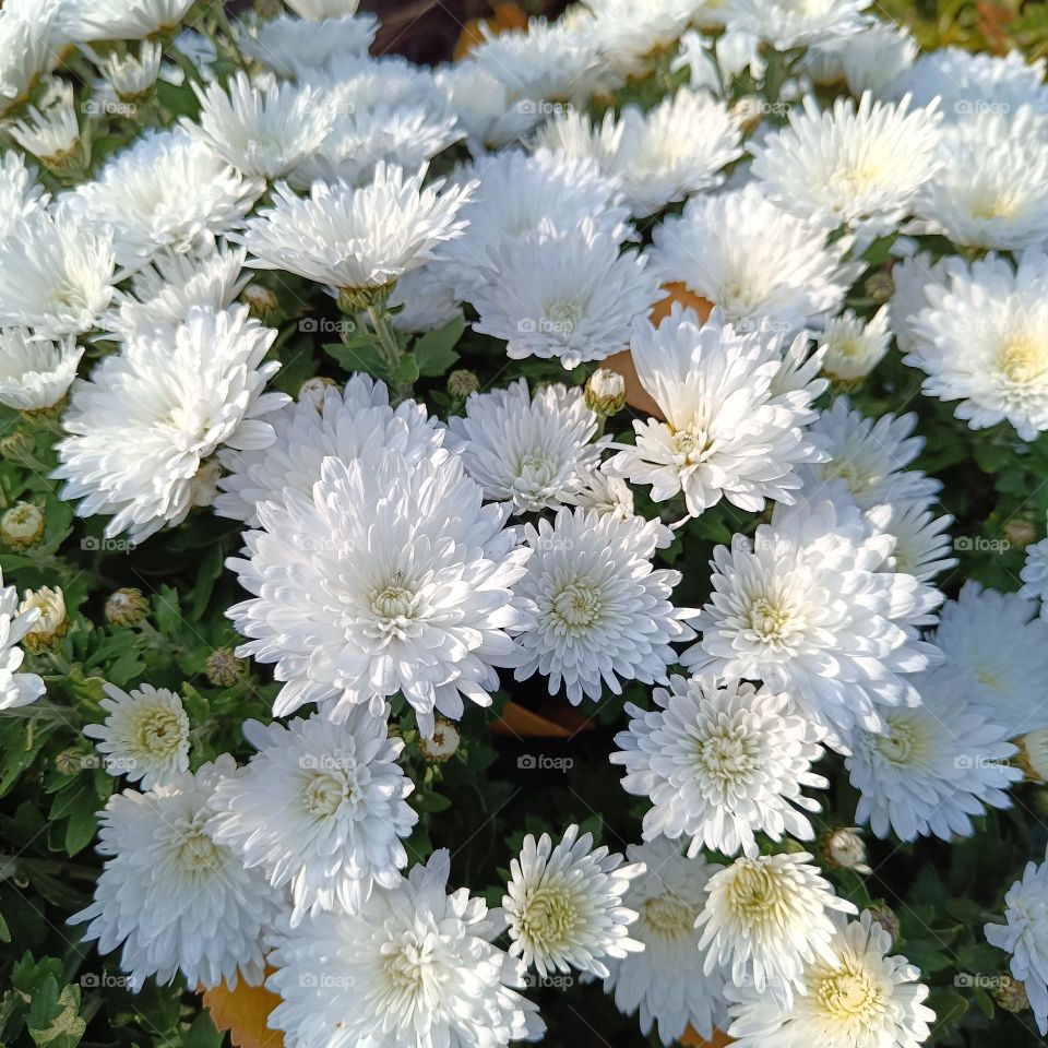 White chrysanthemums
