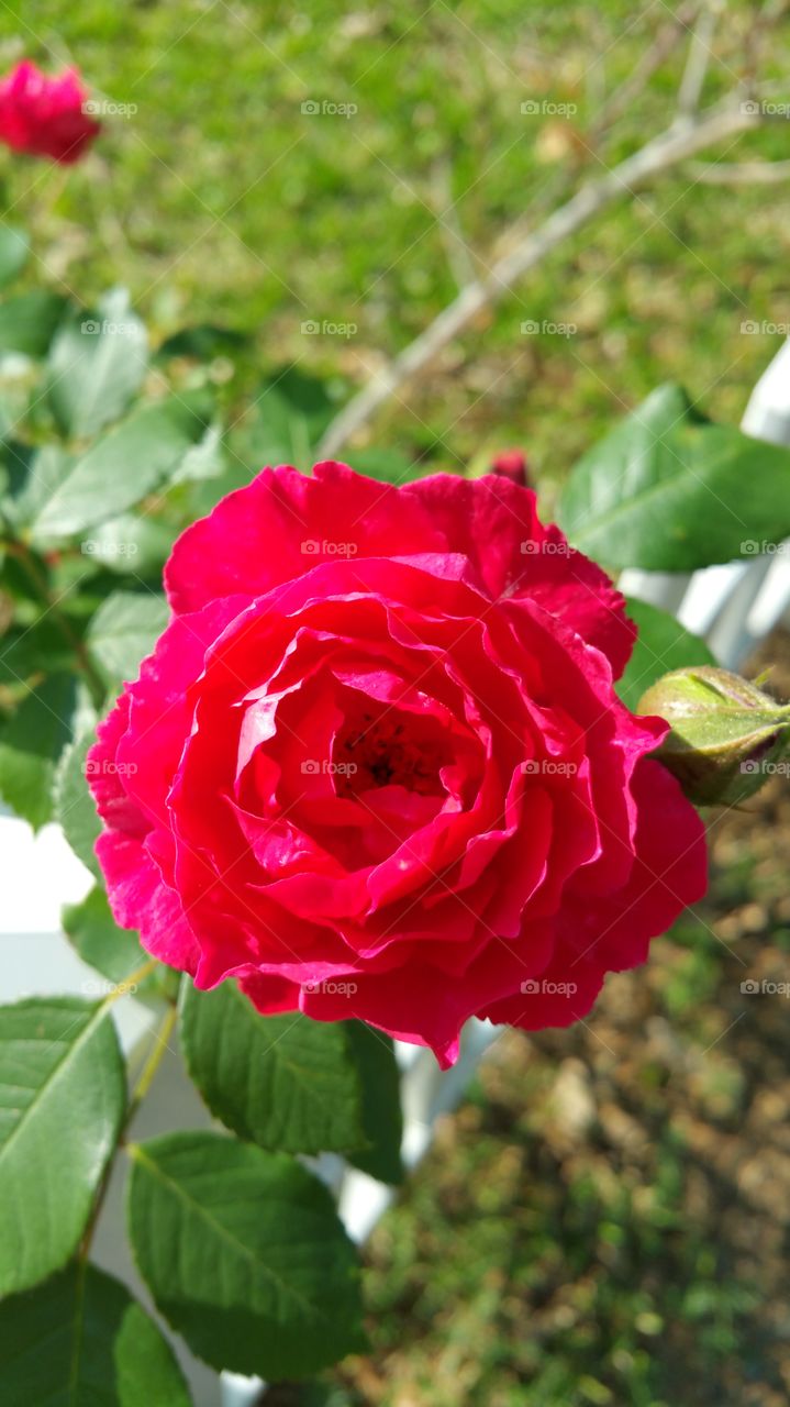 Bright red rose