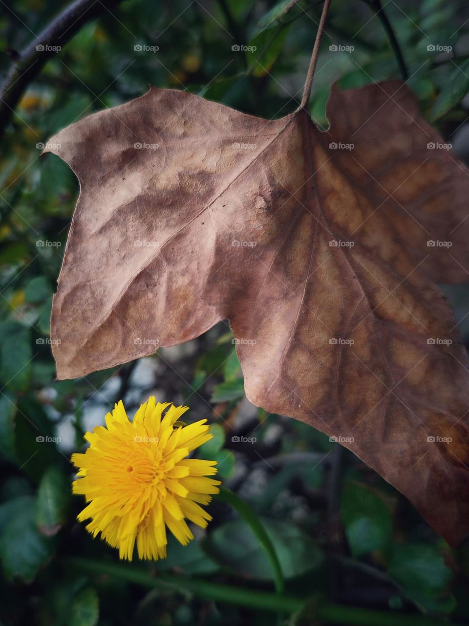 Yellow dandelion