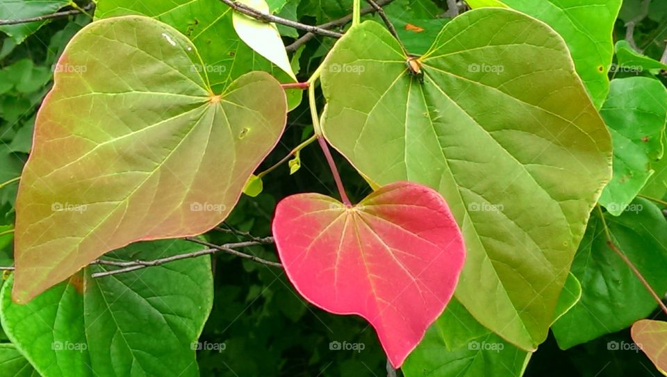 Leaf, Nature, Flora, Summer, No Person