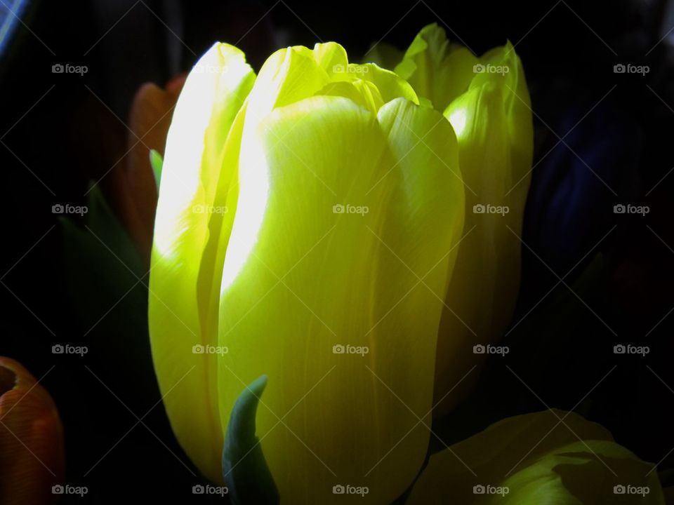 Yellow tulip