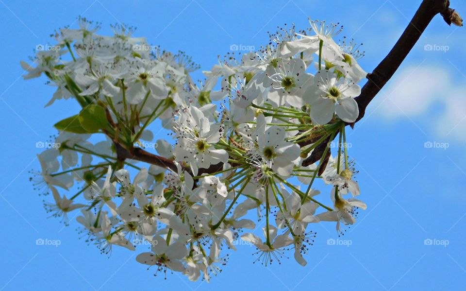 Battle: Spring vs. Winter - Beautiful Dogwood Tree Blossoms with blue sky background - The small flower clusters are surrounded by four, showy, petal-like bracts that turn white as they expand