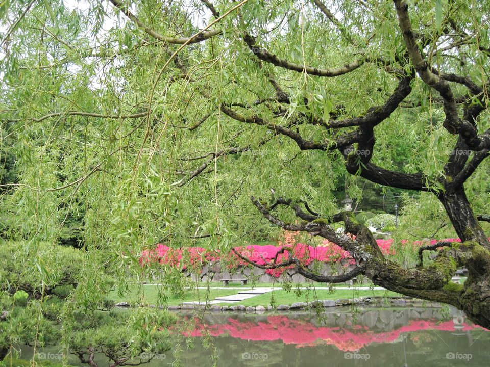 wild tree in the Japanise garden