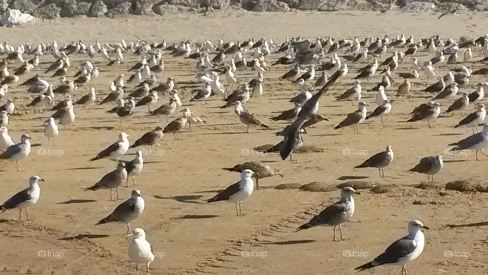 Bird, Seagulls, No Person, Wildlife, Sand