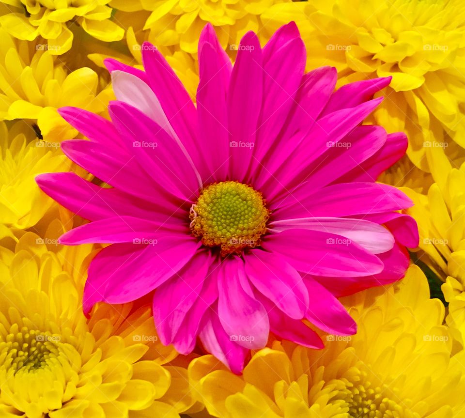 Yellow and pink flowers 