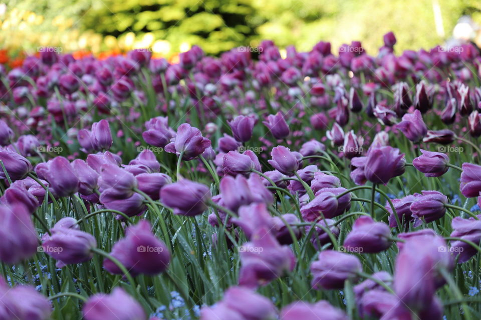 Purple tulips swaying on a light rain