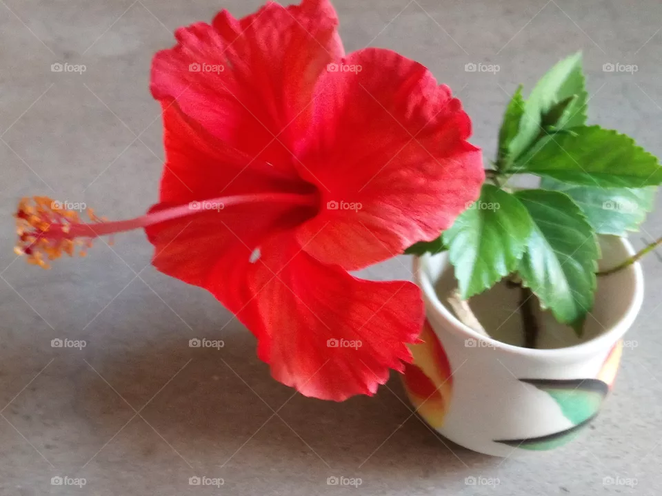 red flower object