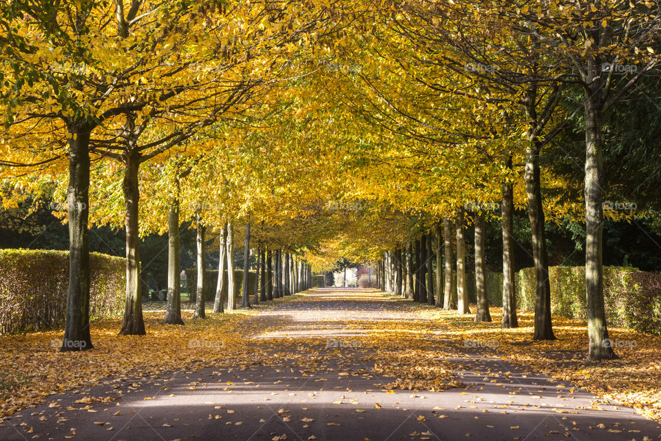 Fall, Leaf, Tree, Road, Wood