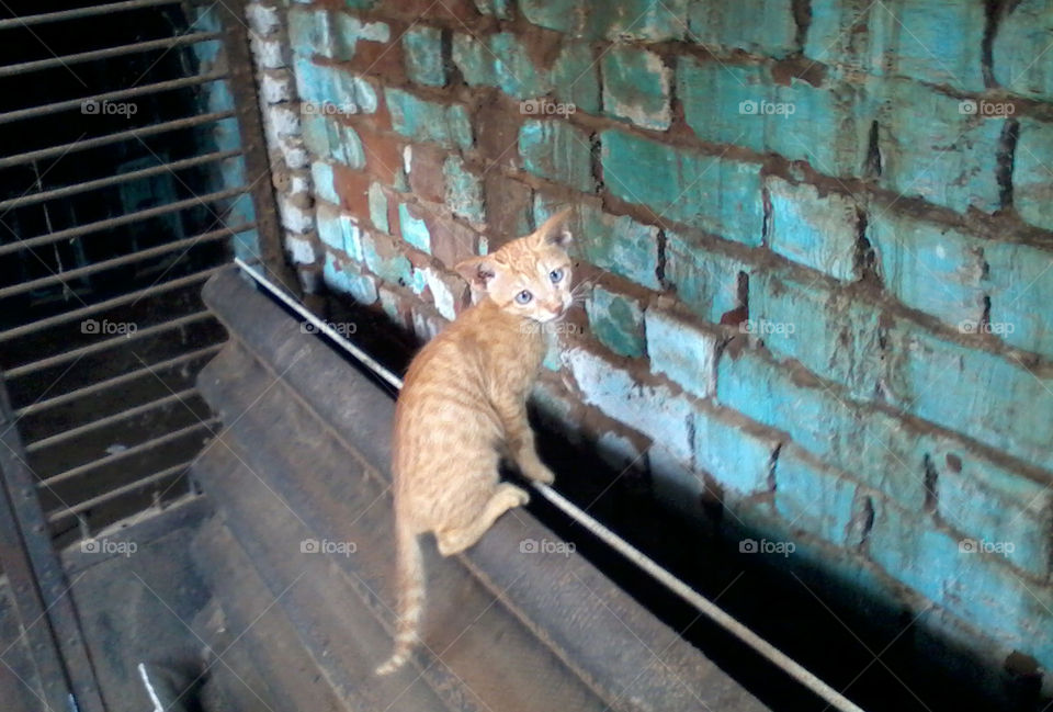 A cat looking at camera