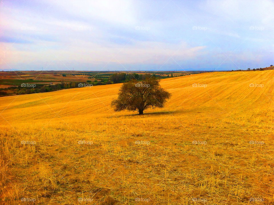 cereal campo árbol solitario by solticius