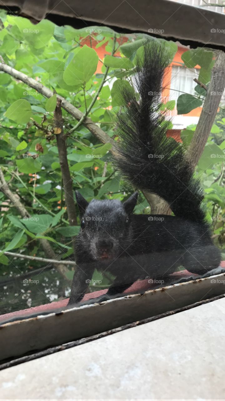 Squirl visit