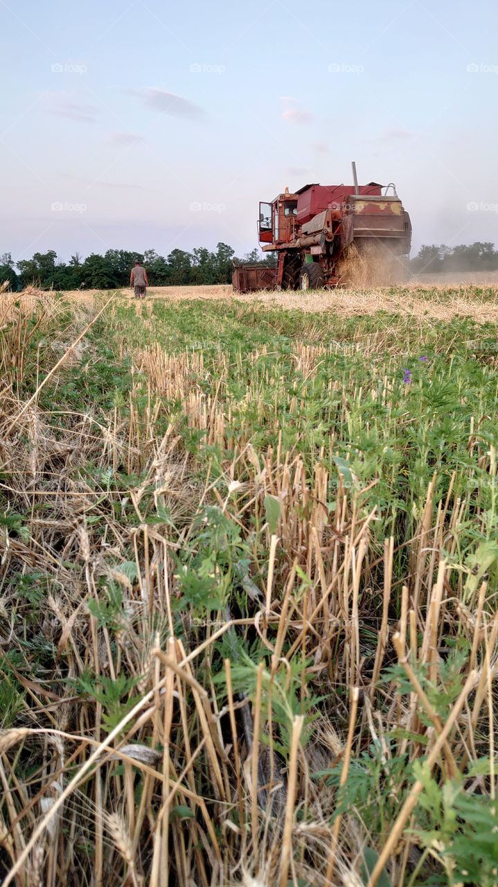 harvesting at sunset 2