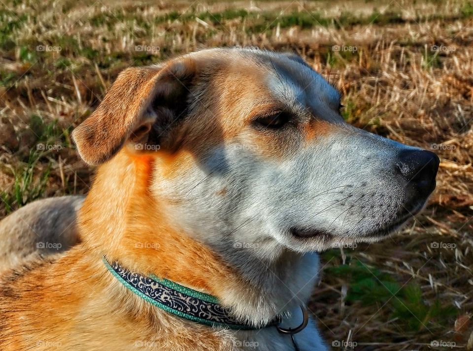 Yellow Lab Retriever