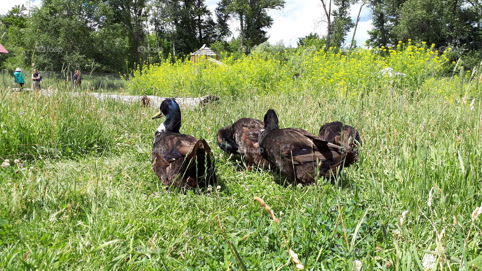Lookout Duck for Preening friends