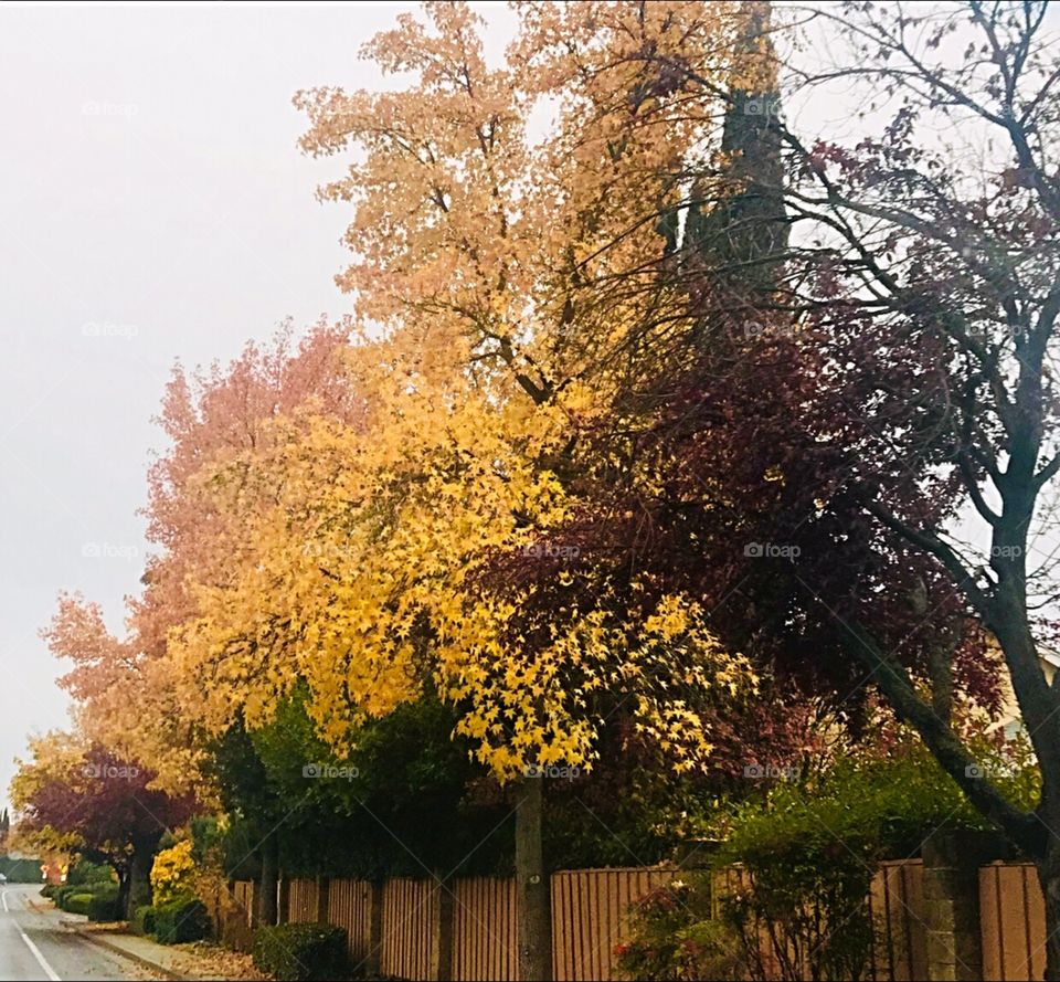 bright yellow ,gold, purple and green fall color trees lining the road on a crisp fall afternoon in November. USA,America