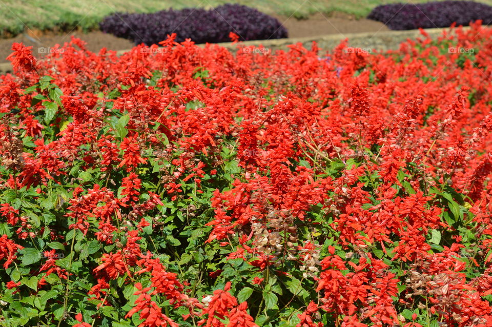 nature flower garden