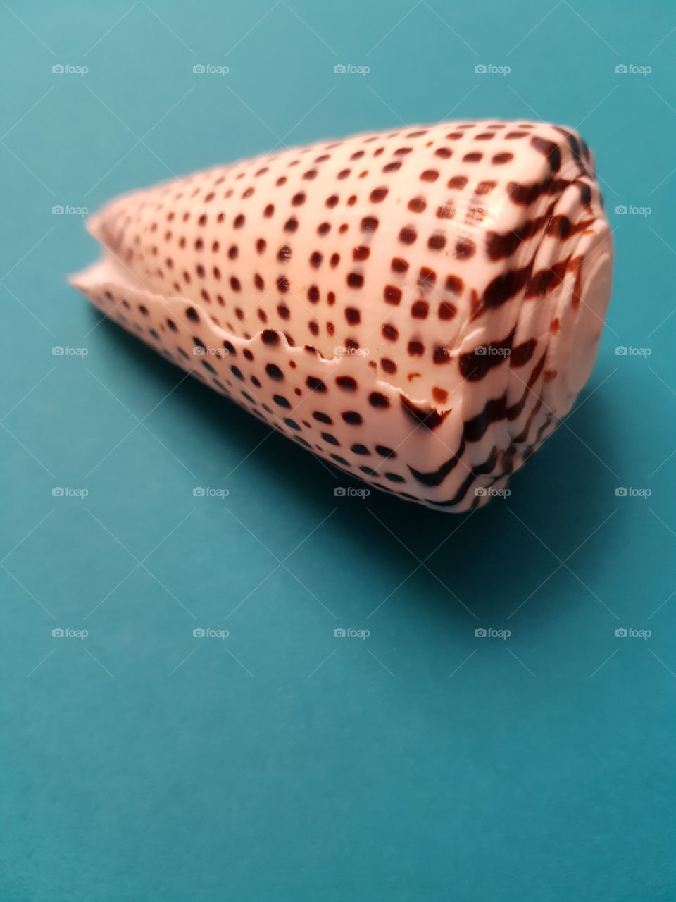 #seashell