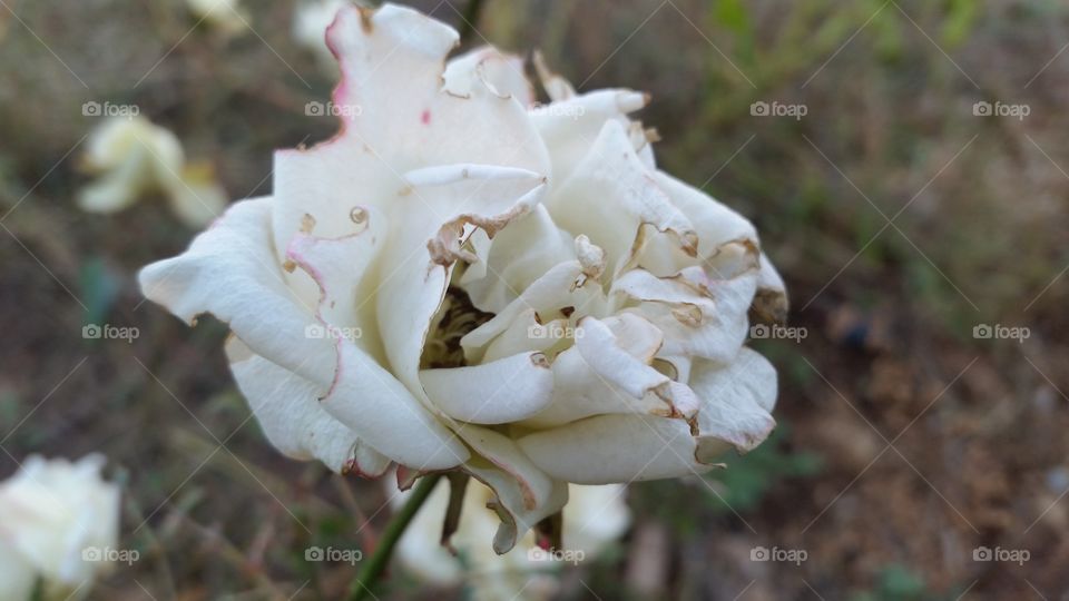 beautiful white rose