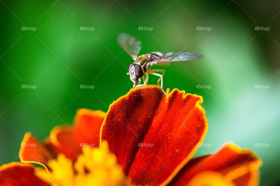 Hover Fly Chills Out