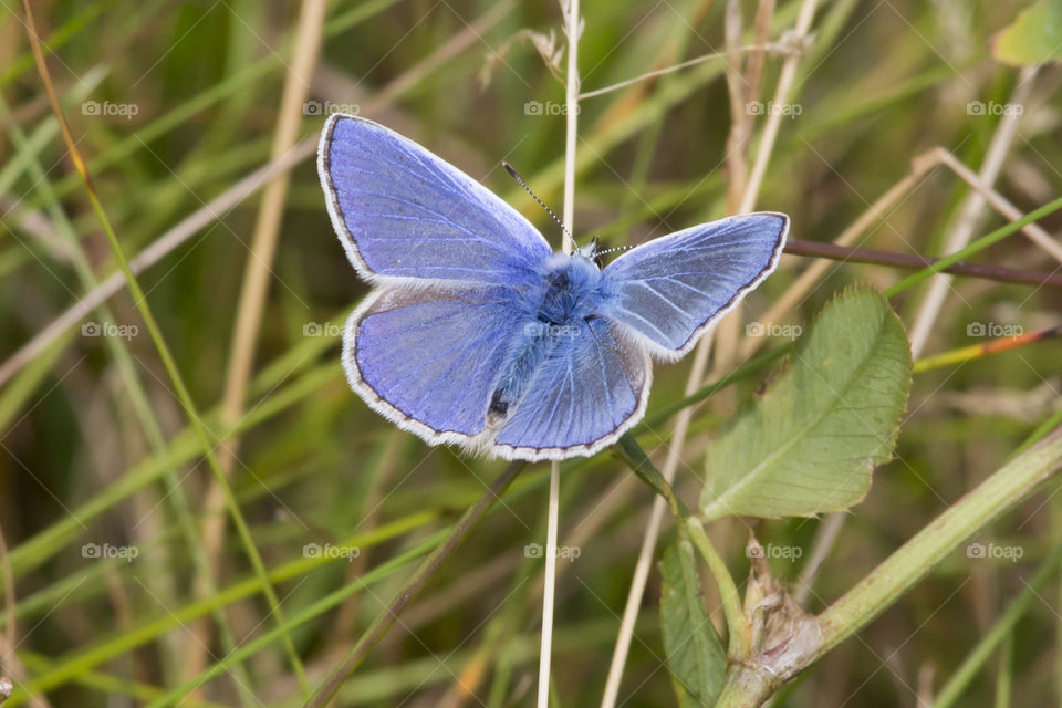 Blue butterfly 