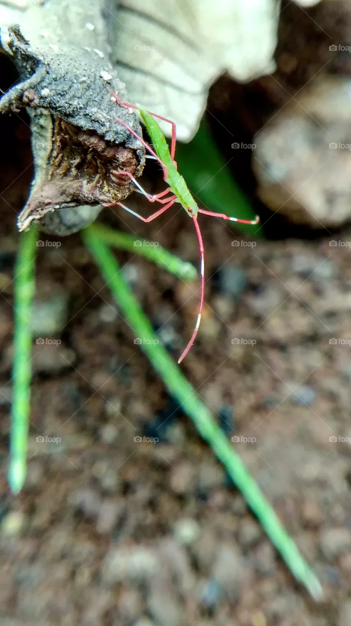 insect