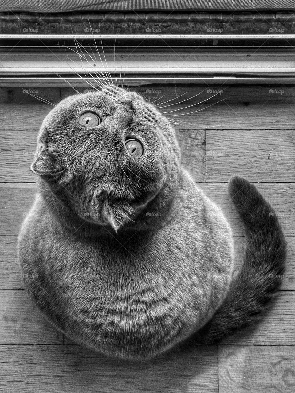 Cat in black and white 