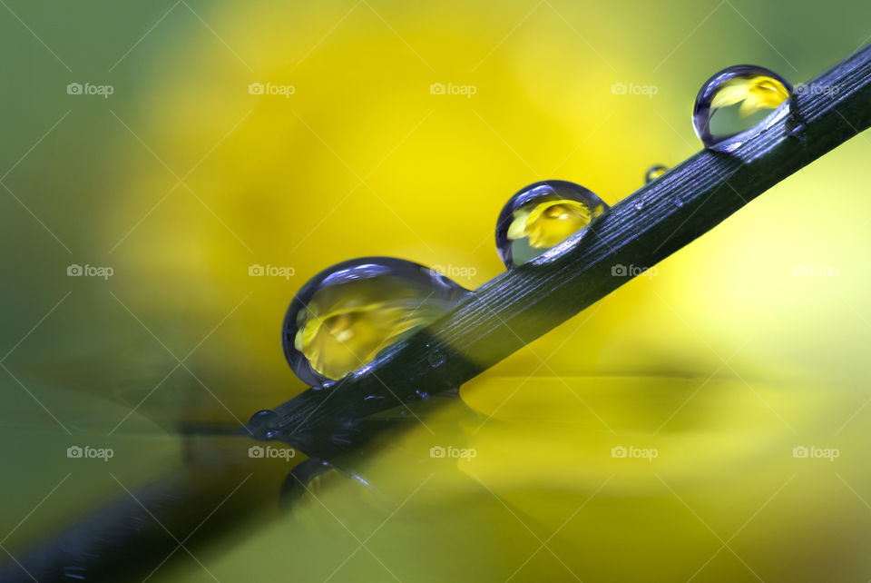 A portrait of a blade of grass lying in water with 3 water drops on it. in the water droplets a daffodil which is lying behind it is being reflected.
