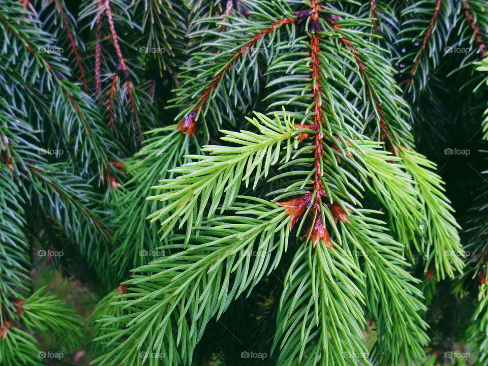 Green tree branch