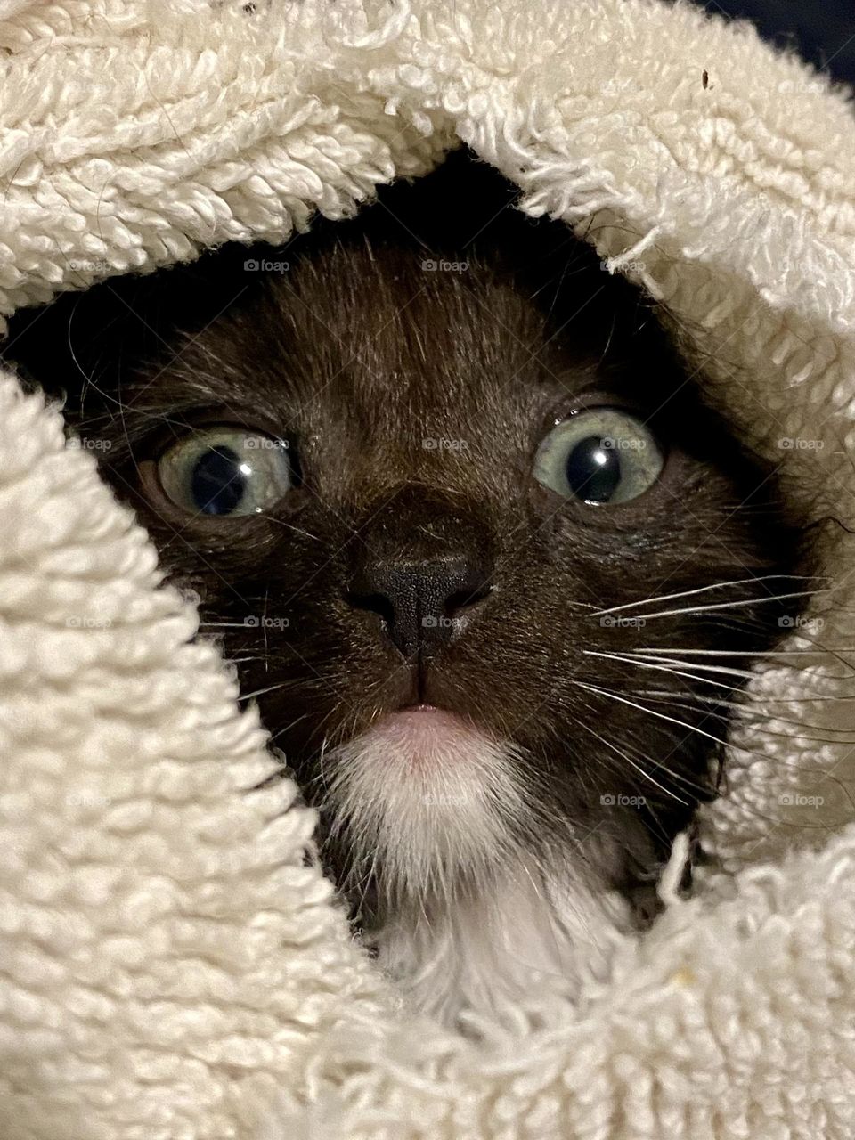 A black and white kitten wrapped up in a towel after having a bath