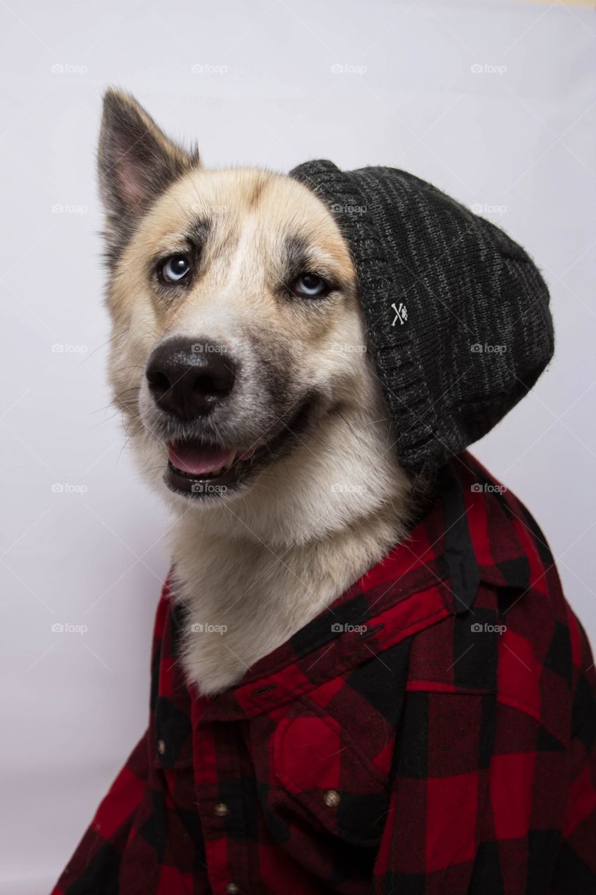Husky dressed in casual clohting