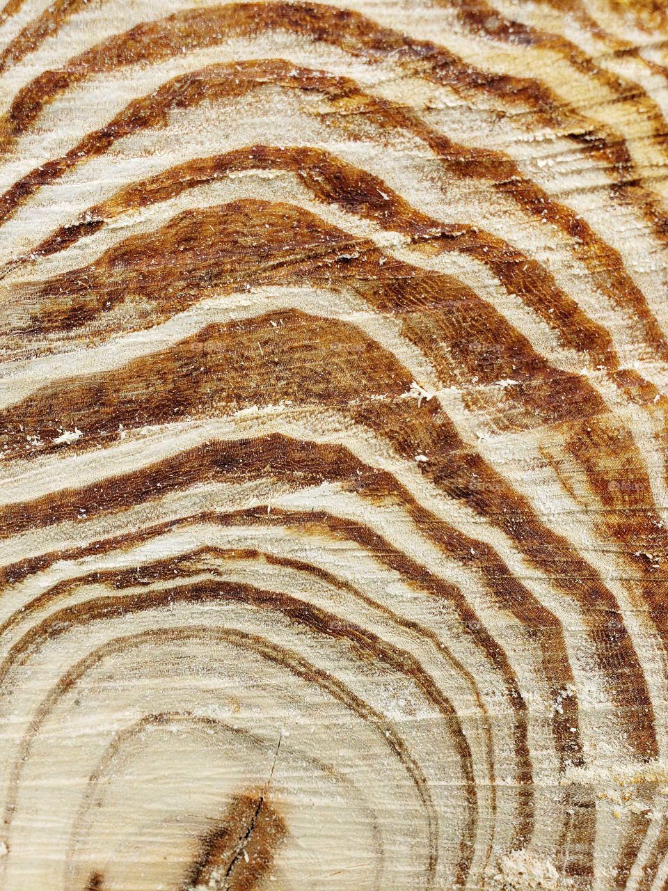 tree stump rings