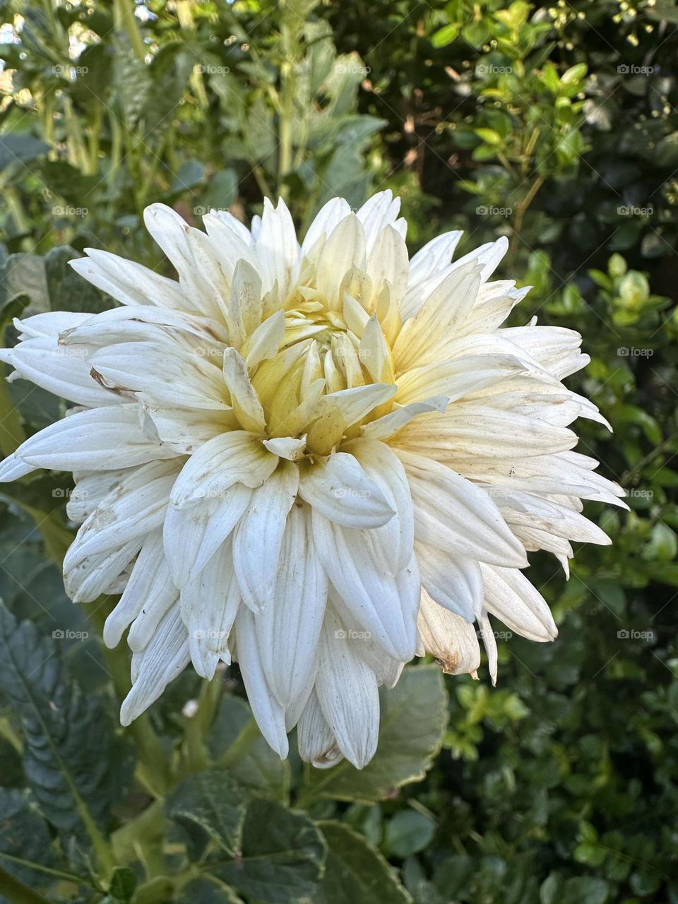 Dahlia flower 