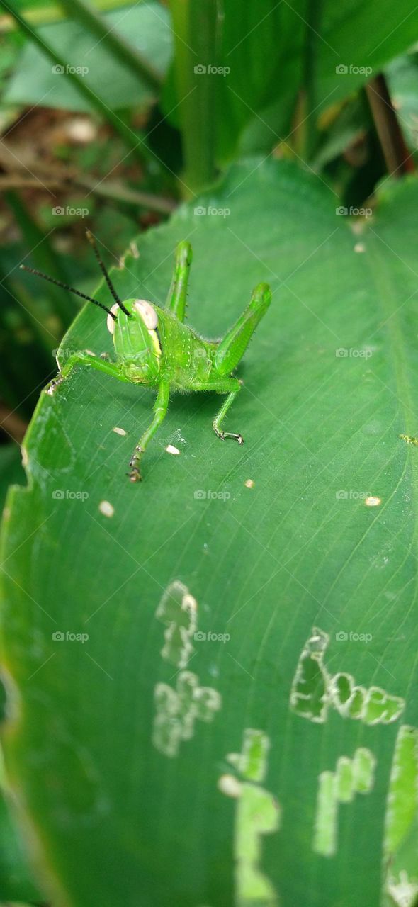 The green grasshopper perched on the leaf may be looking for food