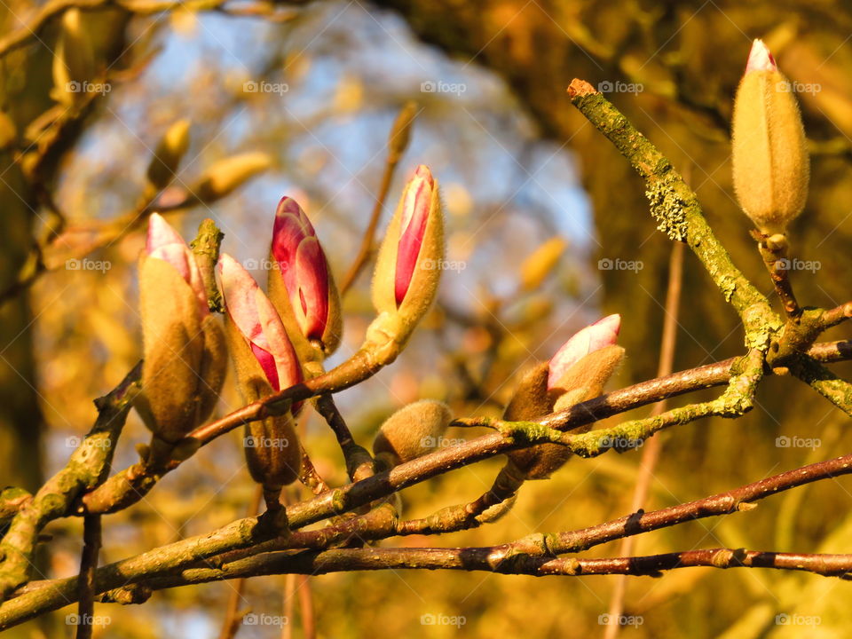 magnolia bud