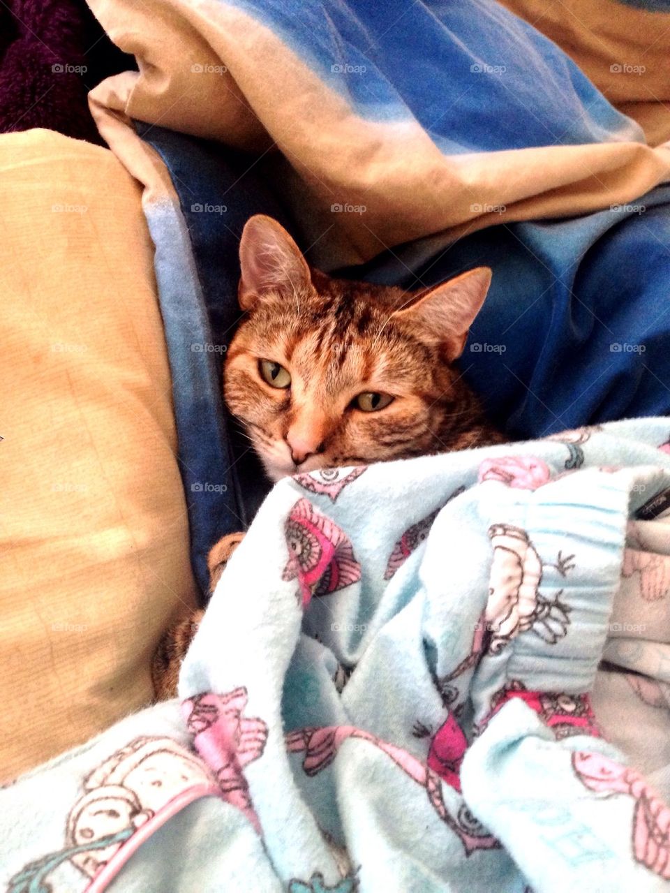 Cat under blanket