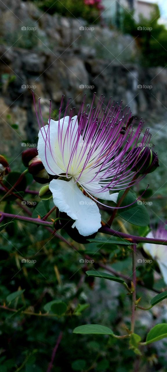 Capparis spinosa