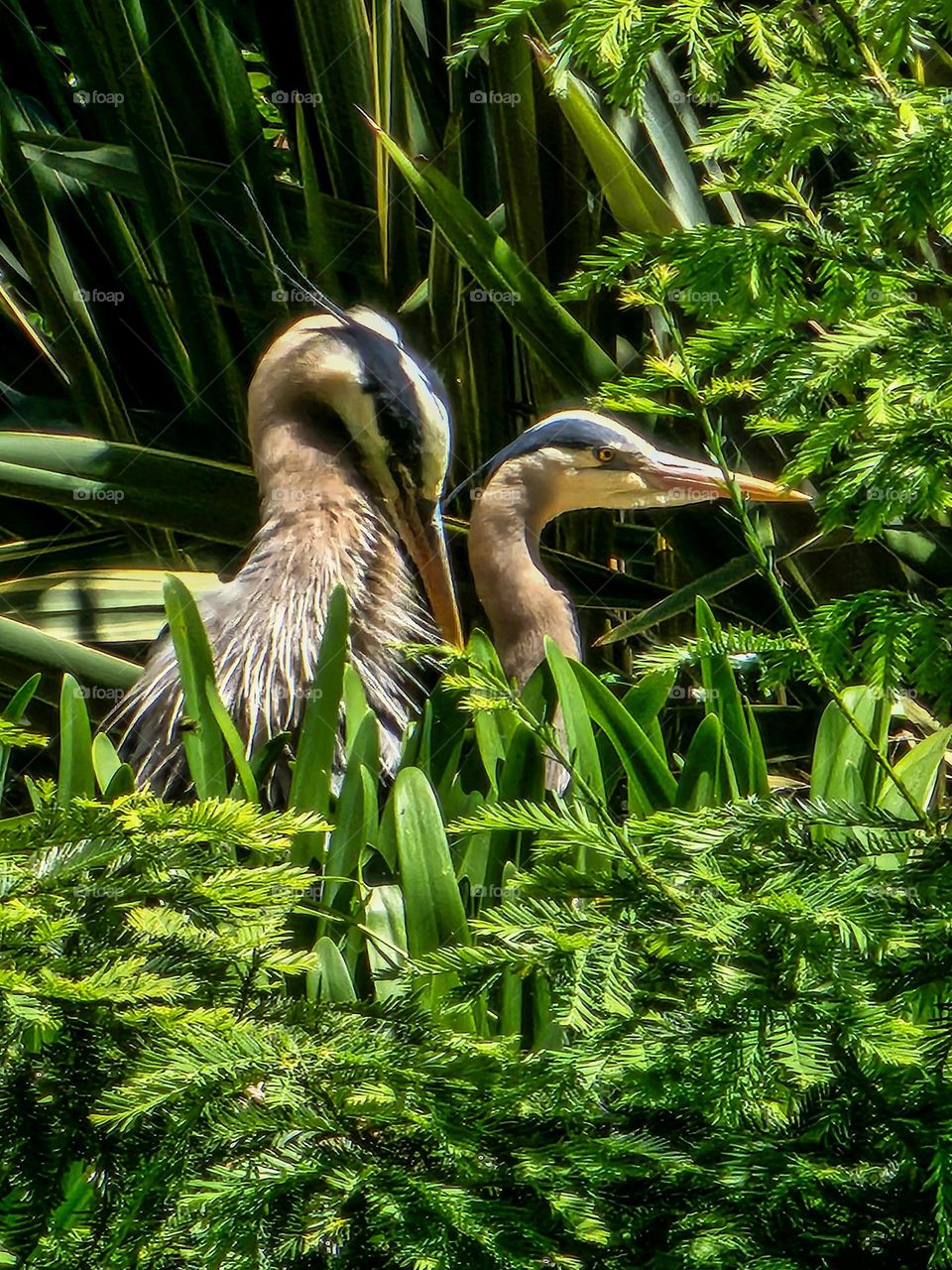 two beautiful blue herons basking in the sun while hiding in the brush at the lagoon of the palace of fine arts in San Francisco California